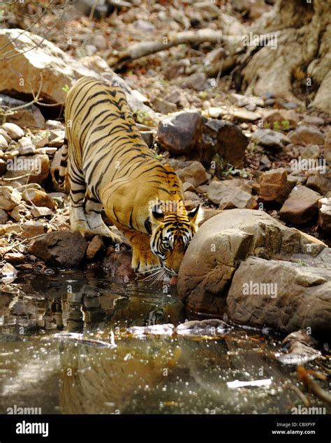 Royal Bengal Tiger drinking water Stock Photo - Alamy