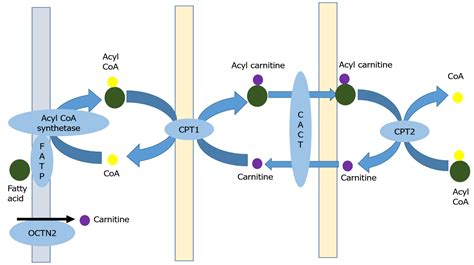 Aclarar Artefacto petróleo carnitine transporter Rama egipcio Marinero