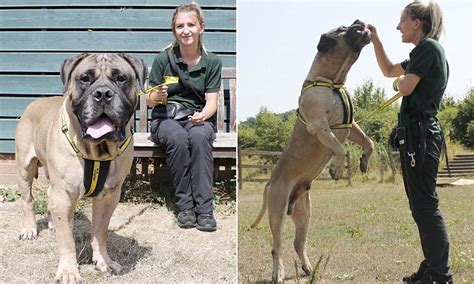 Rescue centre rehomes 'soppy giant' Boerboel called Chunkie who has 30-inch neck and weighs 10 ...