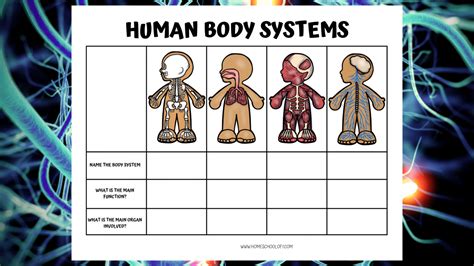 Human Body Systems Worksheets