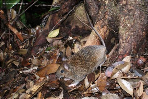 Okinawa spiny rat | Tokudaia muenninki