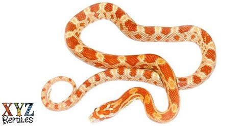 Albino Corn Snake For Sale With Live Arrival Guarantee - XYZReptiles