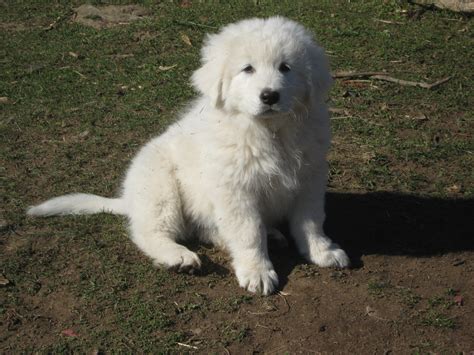 Maremma Sheepdog - Viewing Gallery