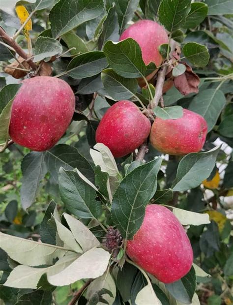 Apples & India - The Apple in Indian Cookery - Apples and People