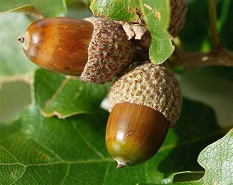 White Oak Tree Seeds for Planting 5 Seeds Highly Prized - Etsy