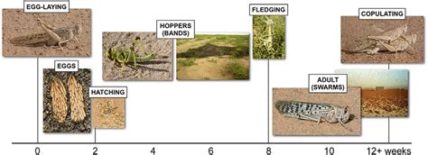 2.4 The life cycle of the desert locust. | Download Scientific Diagram