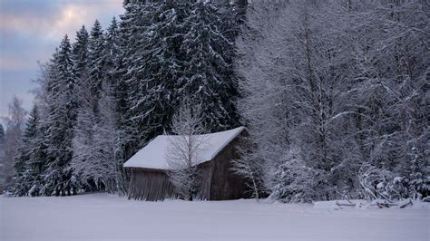 Wallpaper hut, winter, snow, forest, nature hd, picture, image