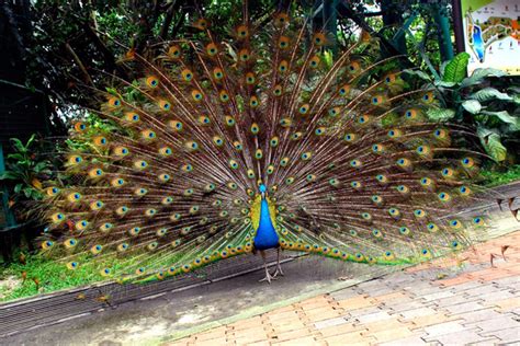 Kuala Lumpur Bird Park - GoWhere Malaysia