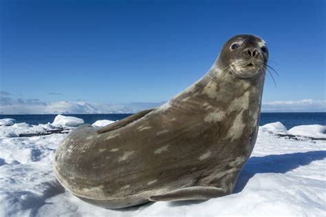 10 Incredible Animals That Live in Antarctica