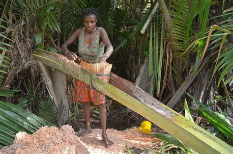 MELIHAT PROSES BAGAIMANA ORANG PAPUA MEMBUAT SAGU | Tips Petani