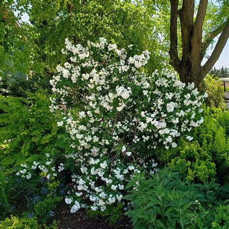 Philadelphus Mock Orange - Country Bumpkin Plant Nursery