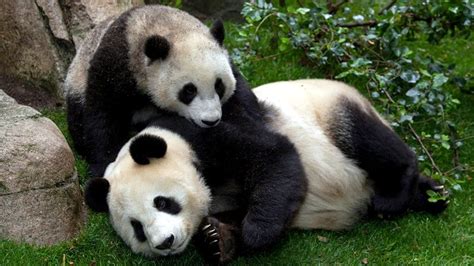 China’s pandas may be coming back to San Diego Zoo this year – NBC 7 San Diego