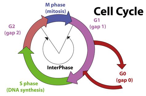 Which one of the following events is incorrect for the cell cycle?A)All events are under genetic ...