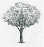 drawing | Tree sketches, Tree drawing, Realistic drawings