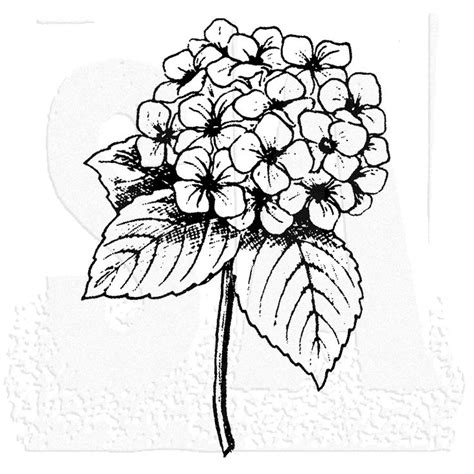 Hydrangea Flower Sketch at PaintingValley.com | Explore collection of ...