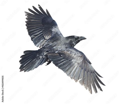 Raven in flight isolated Stock Photo | Adobe Stock