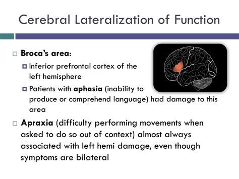 PPT - Ch 16 Lateralization, Language & the Split Brain PowerPoint Presentation - ID:3101317