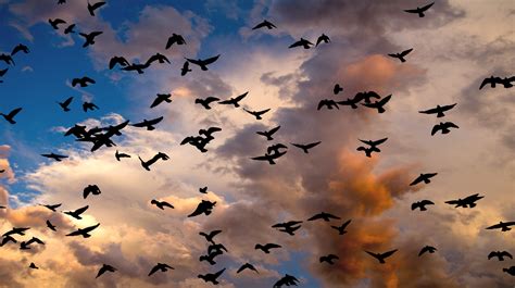 Free Images : nature, cloud, sky, sunlight, atmosphere, flock, autumn, clouds, bird migration ...