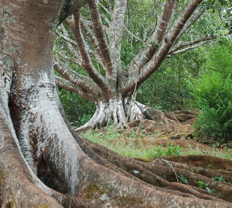 Trekking en Kalaw en Kalaw: 2 opiniones y 12 fotos