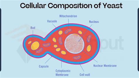 Yeast Cell Structure