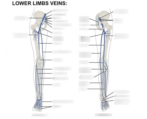 Lower limb veins Diagram | Quizlet