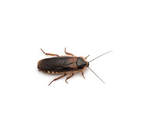 Oriental Cockroach Control | Oriental Cockroach Identification | Terminix