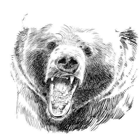 Grizzly Bear Head Drawing at PaintingValley.com | Explore collection of ...