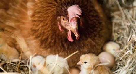 Hatching chicken eggs naturally under a broody hen | The Poultry Guide