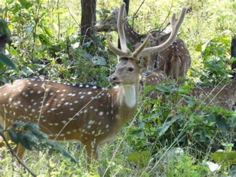 Wildlife Sanctuaries in Chhattisgarh, India, Forests in Chhattisgarh ...