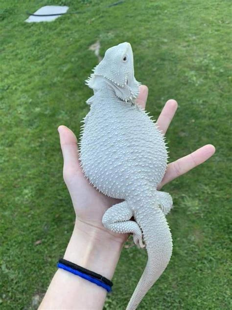 Pin by Baby Bearded Dragon on Raising Bearded Dragons | Cute reptiles, Albino animals, Rare ...