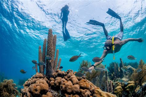 Snorkeling in Bonaire | Seacow