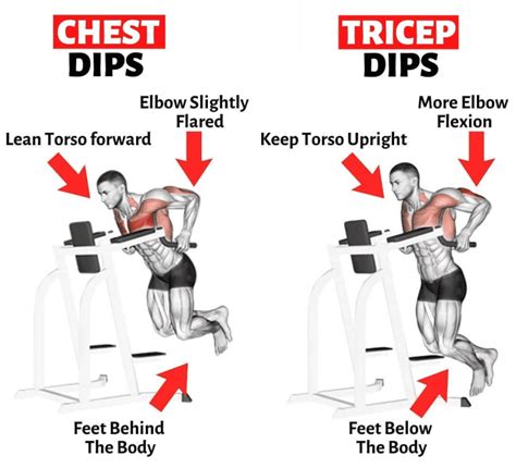 Dips Exercise Muscles Worked