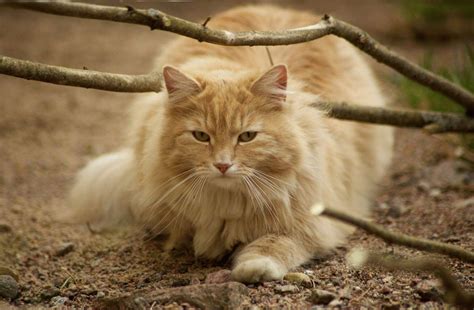 Norwegian Forest cat breed description, characteristics, appearance, history - Hvostnyus ...