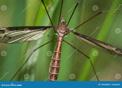 Mosquito Hawk stock photo. Image of mosquito, germ, nature - 19432858