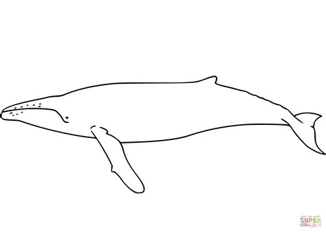 Dibujo de Ballena jorobada para colorear | Dibujos para colorear ...