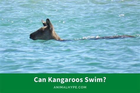 Can Kangaroos Swim? Hopping into Water - Animal Hype