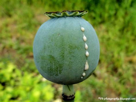 Opium Poppy Pods | Nature, Cultural, and Travel Photography Blog