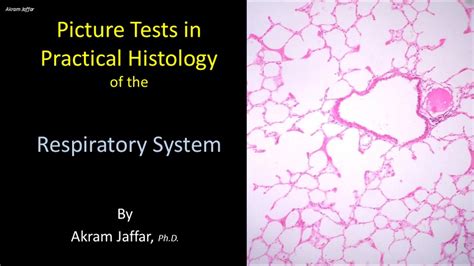 Picture tests in histology of the respiratory system - YouTube