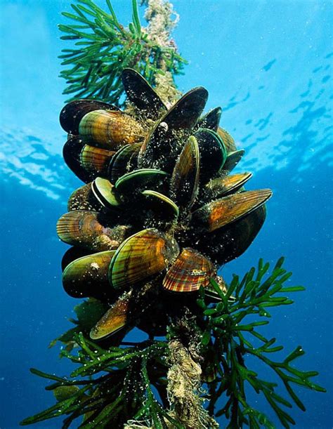 Mengenal Biota Laut Perna viridis, Kerang Hijau Berprotein Tinggi yang Beracun Halaman 1 ...