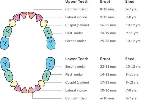 Human Baby Teeth Diagram