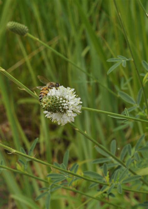 White Prairie Clover | Native American Seed