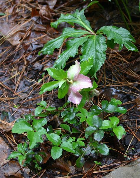 Lenten rose – Propagation by Seedlings | Walter Reeves: The Georgia Gardener