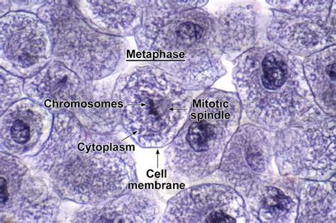 Coregonus sp. Whitefish. Blastodisc. Mitosis. Transverse section. 1000X ...