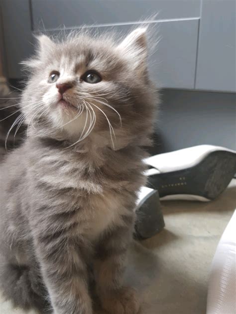 Grey Fluffy Kittens For Sale - 6 Kittens for sale in 2020 | Grey and ...