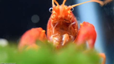 Aquarium Crayfish: Think About A Species Tank - Video