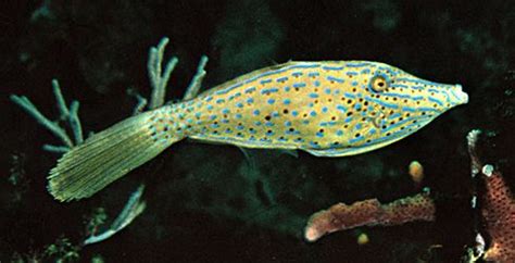 Filefish | fish | Britannica.com