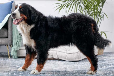 Bernese Mountain Dog: Full Profile, History and Care