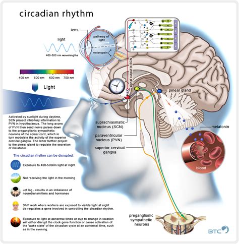 Feeding rhythms and the circadian regulation of metabolism | The poor, misunderstood calorie