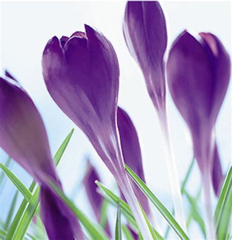 CROCUS Ruby Giant. Crocus tommasinianus. – Shop Plants | Garden Seeds ...