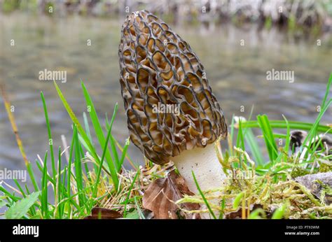 Black Morel Mushroom or Morchella Conica in natural habitat, on the bank of a mountain stream ...